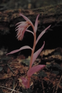 Violet Helleborine